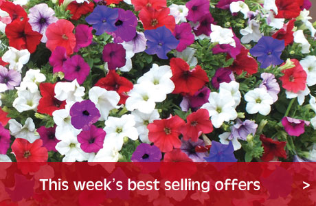 Best selling offers this week